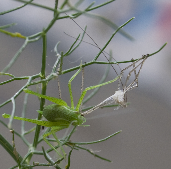 Neanide di Leptophyes sp.